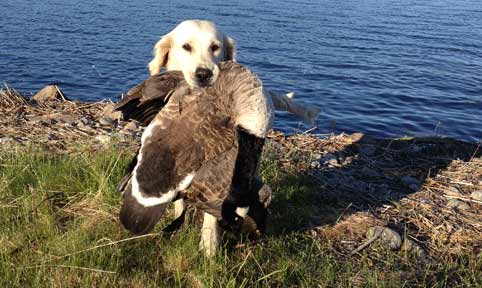 Välkommen till Kakis Kennel