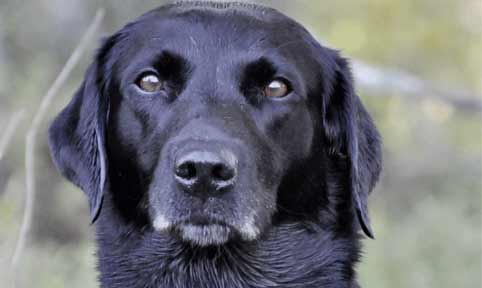 Välkommen till Kakis Kennel