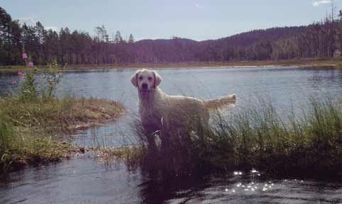 Välkommen till Kakis Kennel