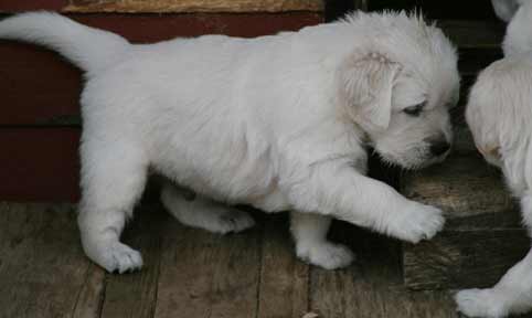 Välkommen till Kakis Kennel